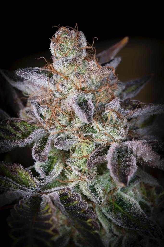 Sweetopia fem
