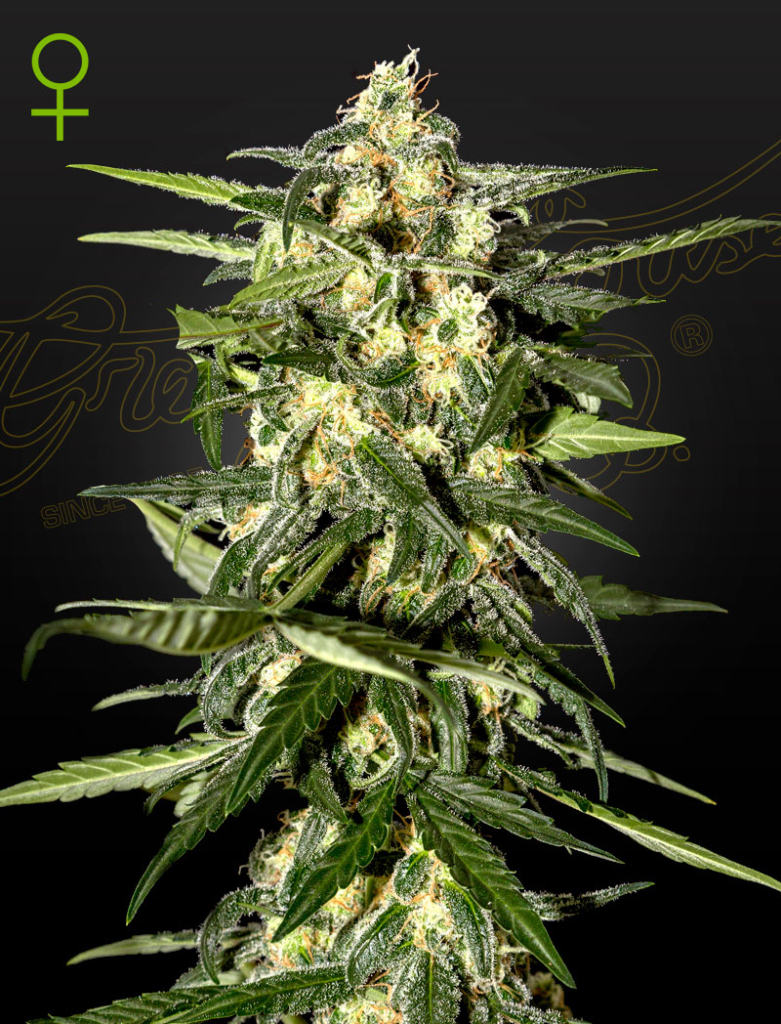 Jack Herer Auto (Feminised) autofem
