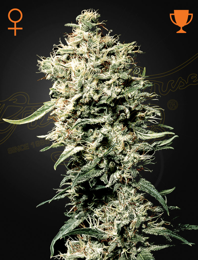 White Rhino (Feminised) fem