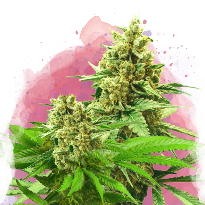 Somango XXL Automatic autofem