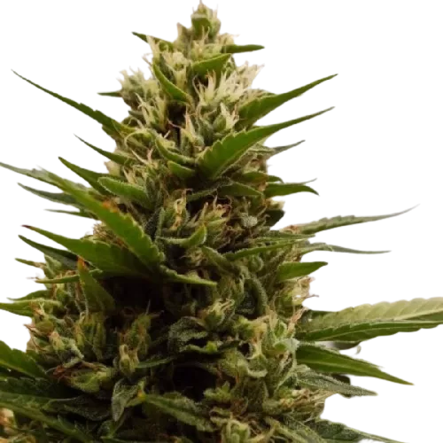 Auto AK XXL genetics autofem