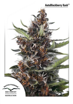 Auto Blackberry Kush autofem