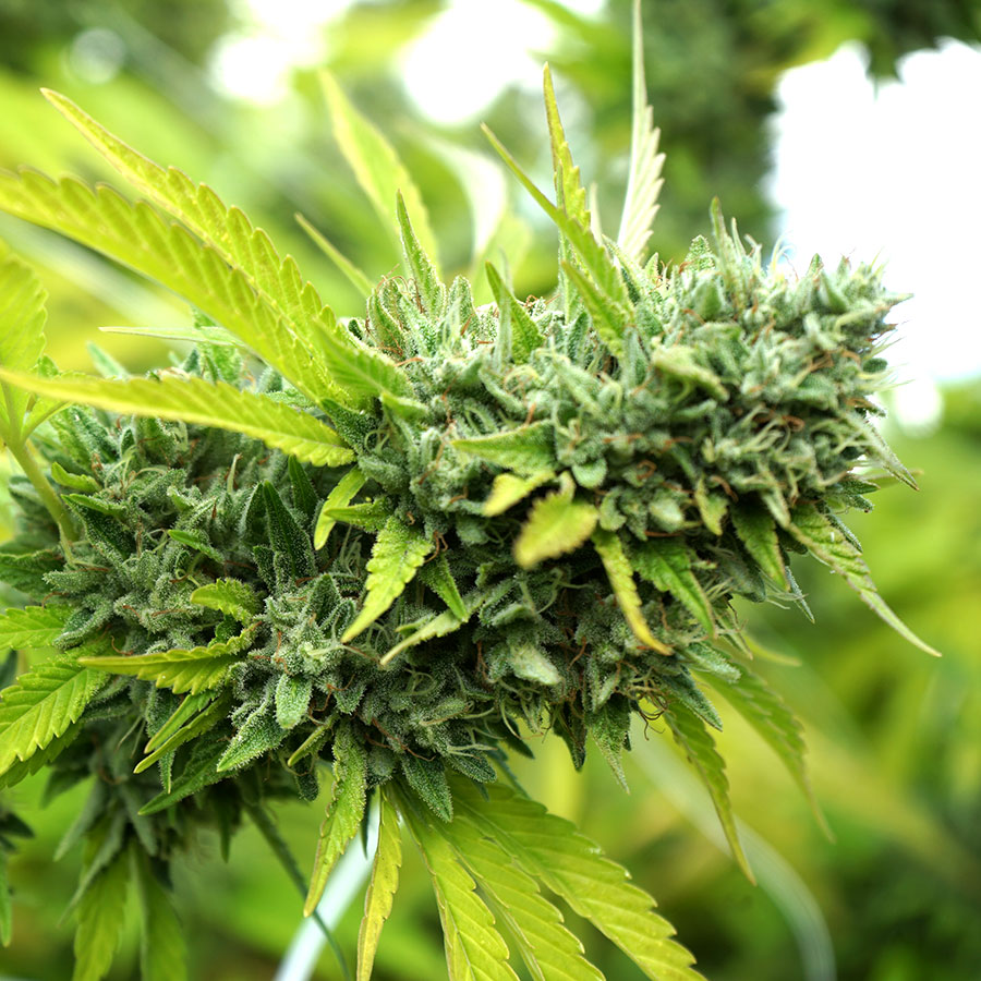 Mango OG Auto (Feminised) autofem