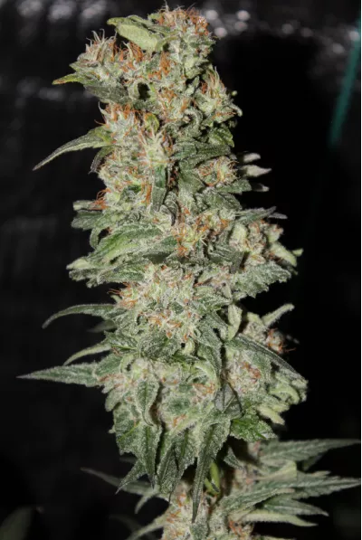 CBD Critical XXL fem