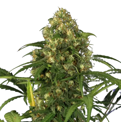 Auto Candy XXL genetics autofem