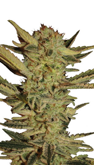 Bubble Gum fem