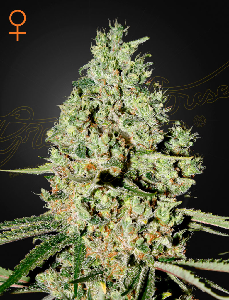 Super Critical (Feminised) fem
