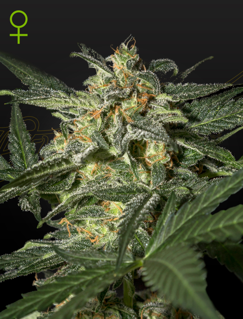 White Widow Auto (Feminised) autofem