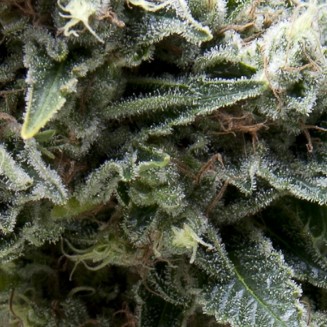 Auto New York City CBD autofem