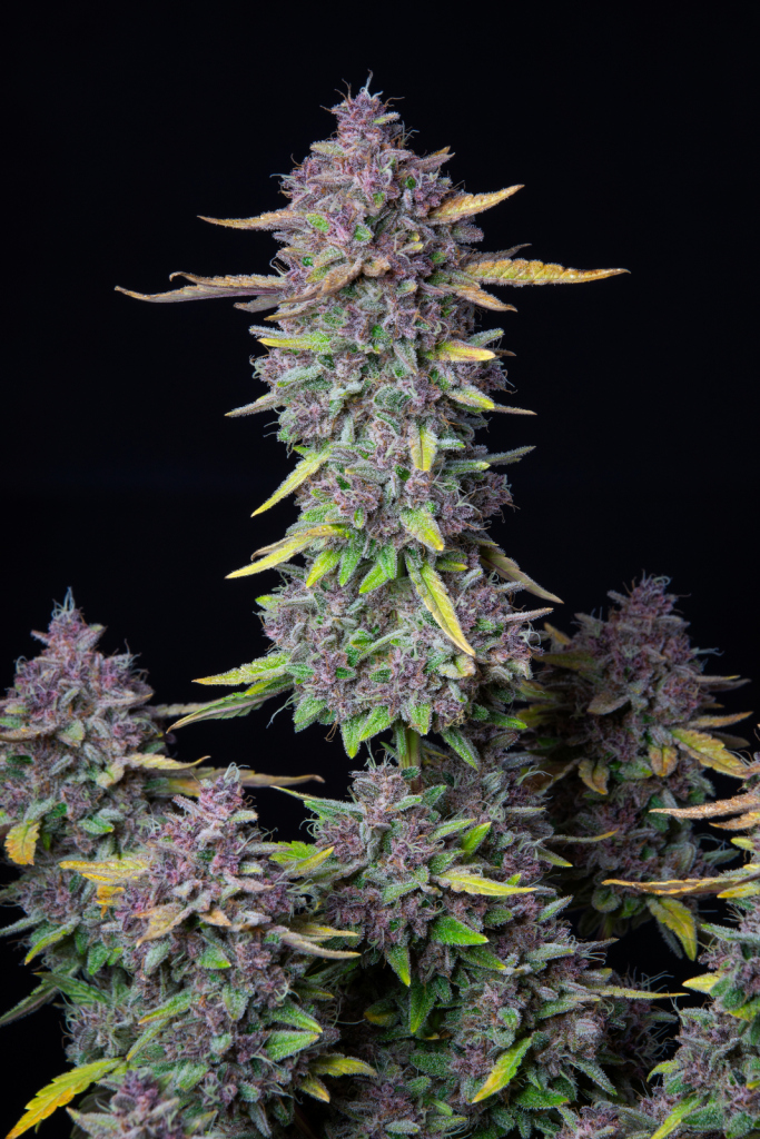 Purple Punch autofem