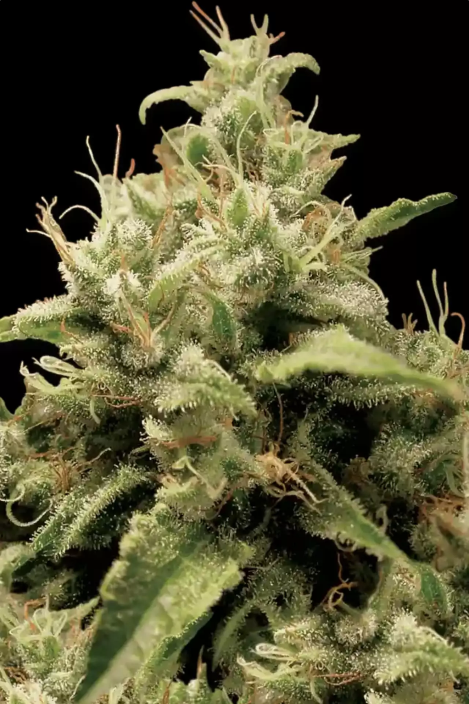 Opium fem
