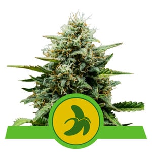 Fat Banana Auto autofem
