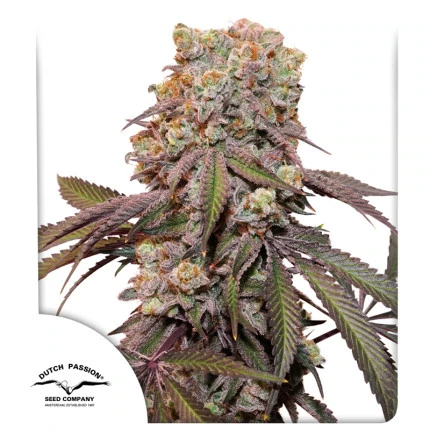 Auto Candy Bubatz XL autofem