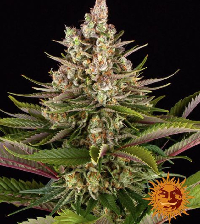 Sour Strawberry fem