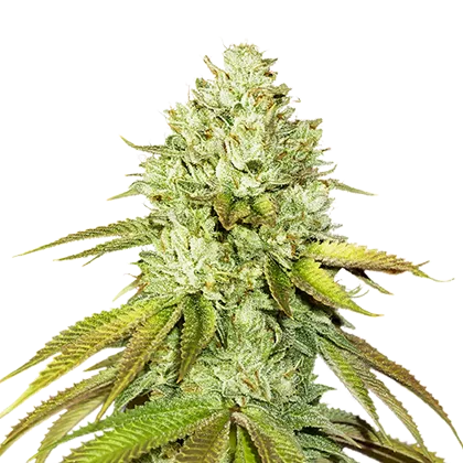 Pineapple fem