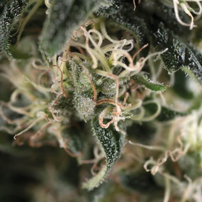 Super Cheese Auto/ Total Cheese Auto autofem