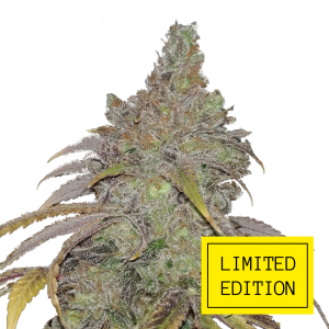 Quick Crack genetics fem