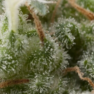 Auto Super Hash autofem