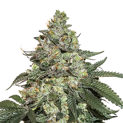 Girl Scout Cookies Auto autofem