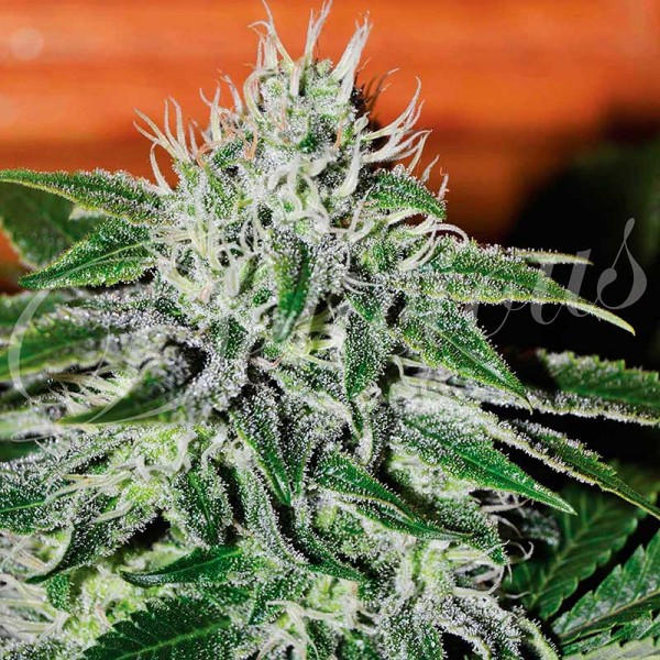 Critical Jack Herer fem