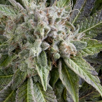 Auto Blue Pyramid autofem