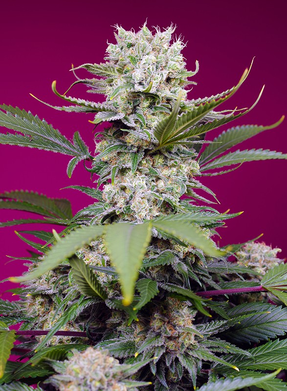 Sweet Mandarine Zkittlez XL Auto autofem
