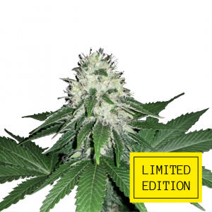 Auto Critical genetics autofem