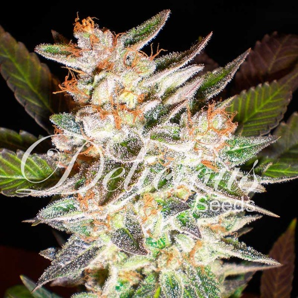 Auto Delicious Candy