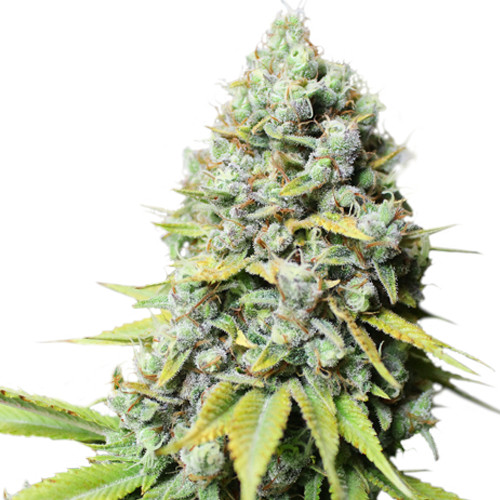 Kosher Haze fem