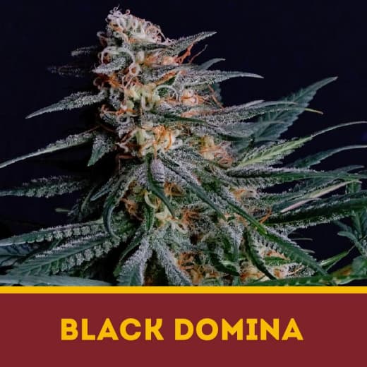 Black Domina fem