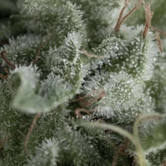 Auto Nefertiti autofem