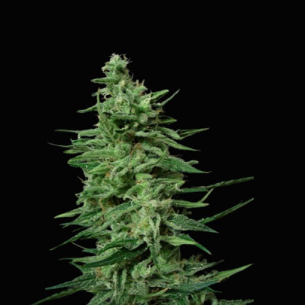 Amnesia Lemon fem