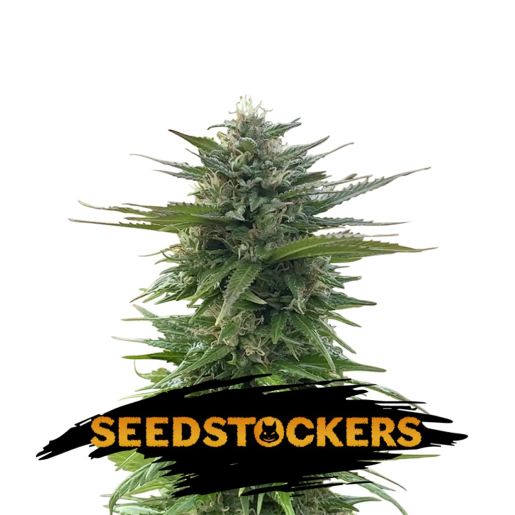 CBG Zerodue fem
