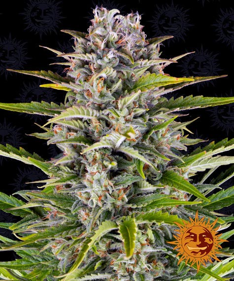 Gorilla Zkittlez Auto autofem