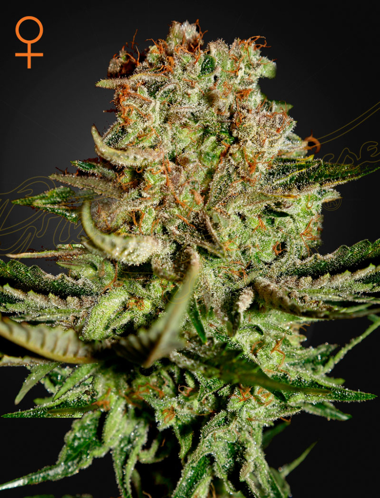 Super Bud (Feminised) fem