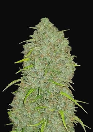 Original Auto Jack Herer autofem
