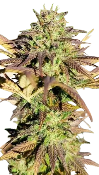 Black AK genetics fem