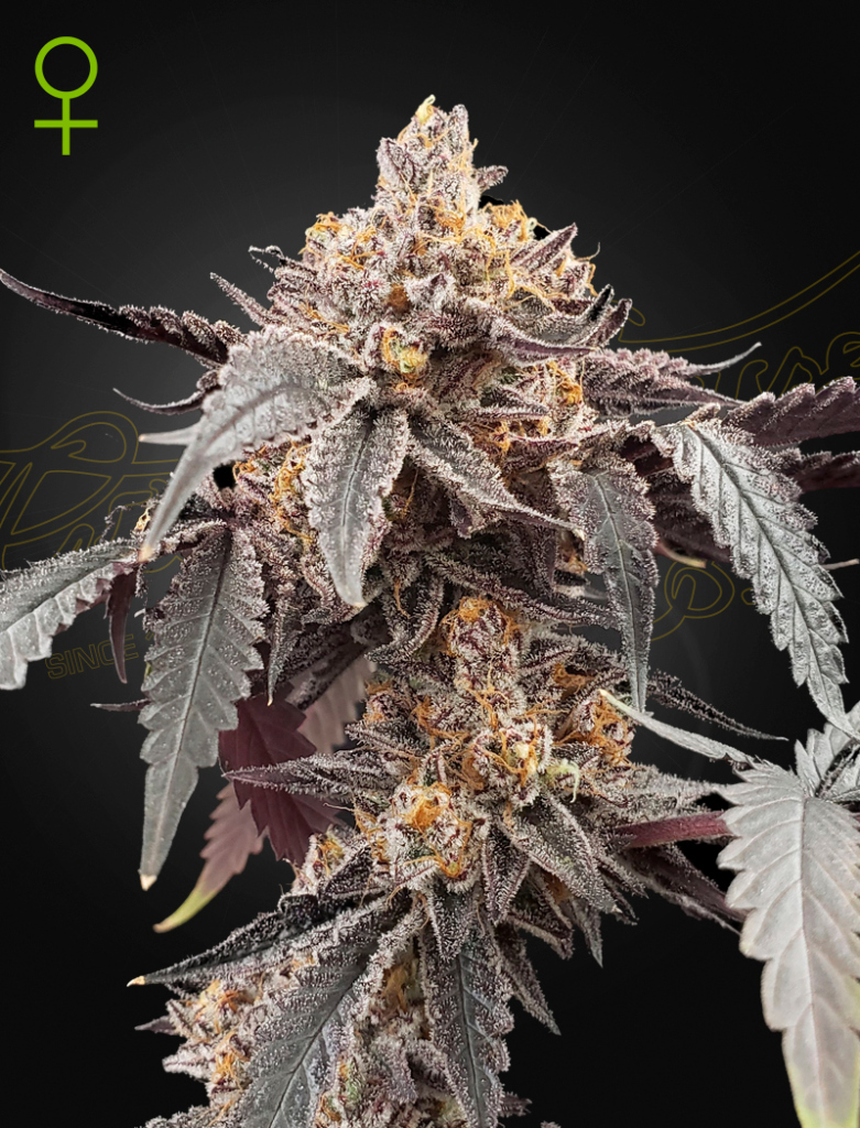 Guava x Gelato 41 Auto (Feminised) autofem