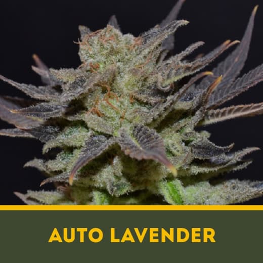 Auto Lavender autofem