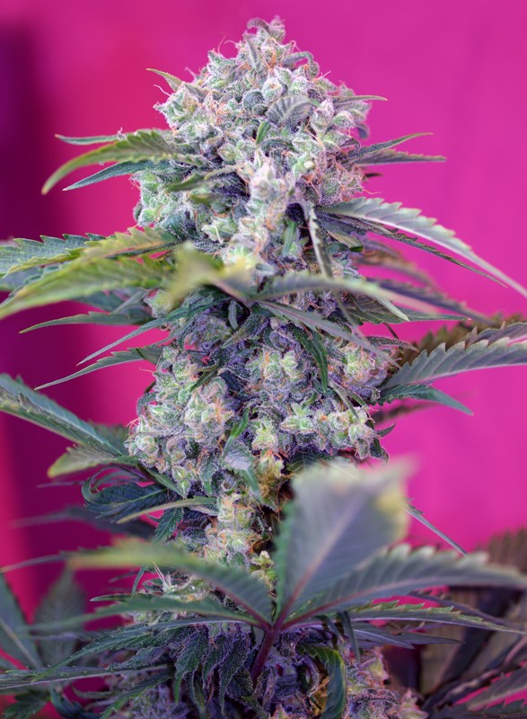 Cream Mandarine Auto autofem