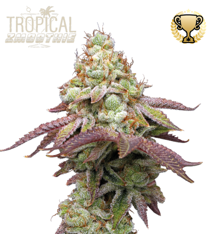 Tropical Zmoothie fem