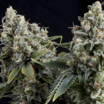 Auto Tutankhamon autofem