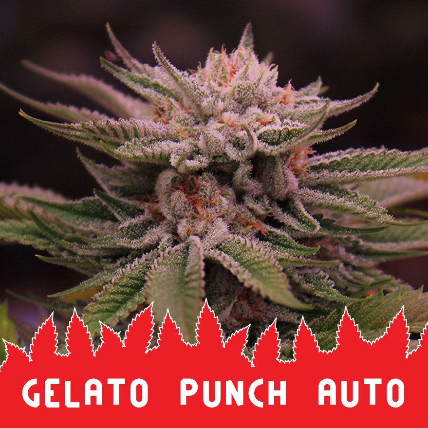 Gelato Punch auto