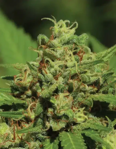Emerald Fire OG Auto (Feminised) autofem