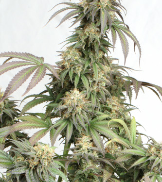 Mandarin Panties Auto autofem