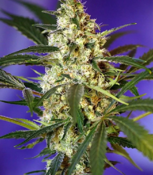 Fast Bud №2 Auto autofem