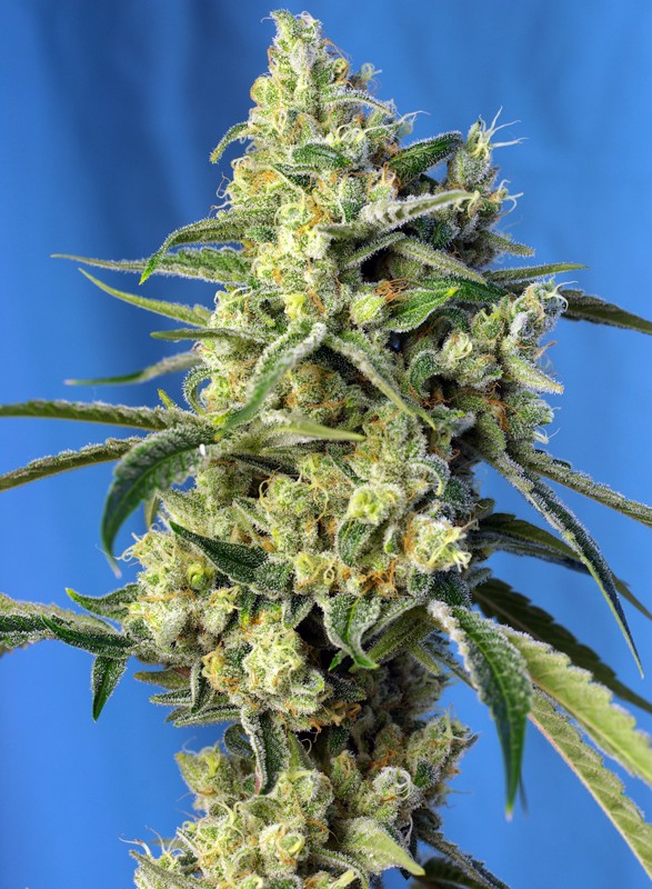 Sweet Amnesia Haze® fem