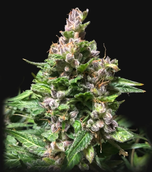 OG Kush autofem