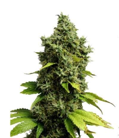 Auto Jack Herer genetics autofem