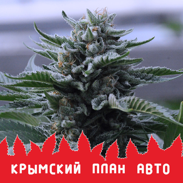 Крымский план Авто